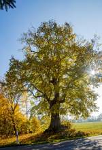   Goldener Herbst....