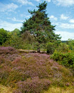 Ein Hauch von Lüneburger Heide in der Mitte Deutschlands: In der Gambach bei Burbach können Besucher die letzte große Wacholderheide des Siegerlandes.