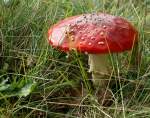 Fliegenpilz  (19.09.2010)