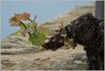 Beginn eines neuen  Weines  (06.04.2014)