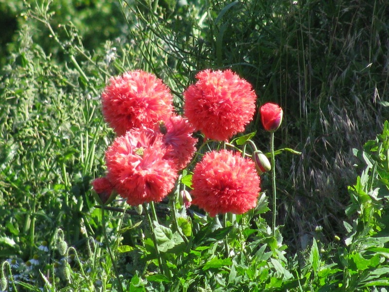 unbekannte Blume auf st�dtischen Deponie in Grevesm�hlen, Sommer 2009