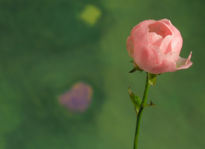 ...wenn im November kr�ftiger Wind �ber `s Sauerland fegt, mu� die bl�hende, kleine Buschrose drau�en im Feld den Kopf einziehen ..(Uschi)